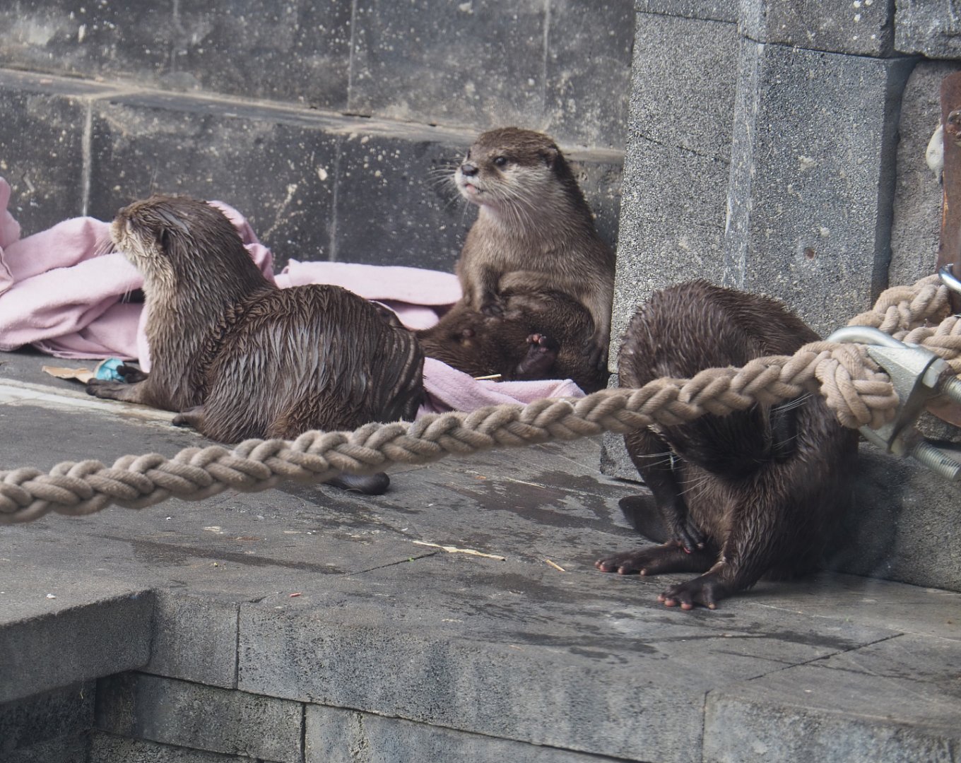 Asian small-clawed otters (Aonyx cinereus), 2020-09-02