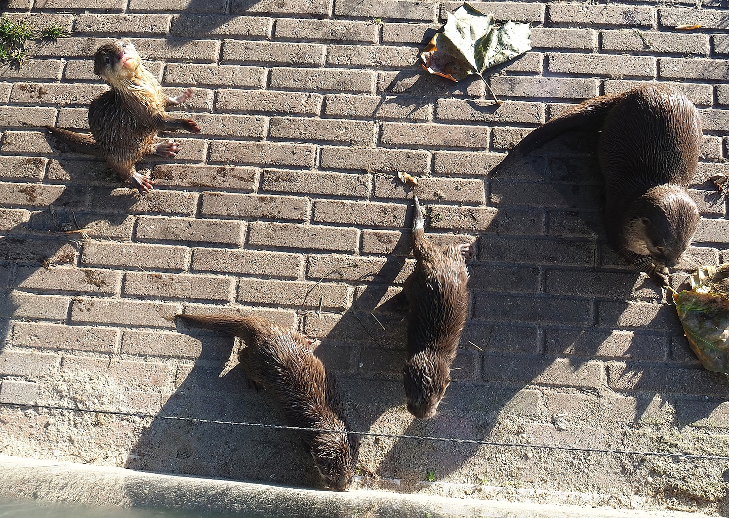 Asian small-clawed otters (Aonyx cinereus), 2022-10-09
