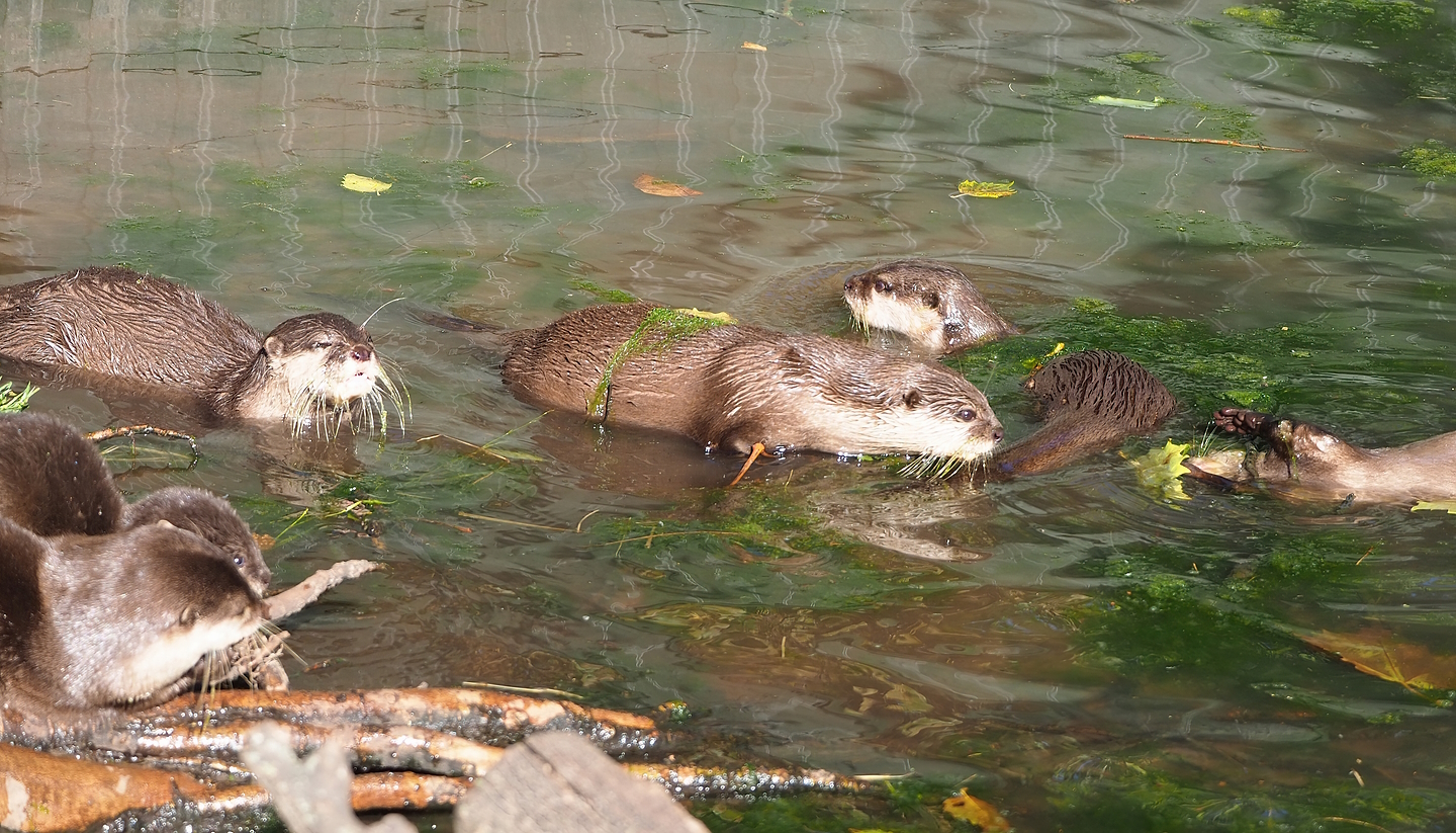 Asian small-clawed otters (Aonyx cinereus), 2022-10-09