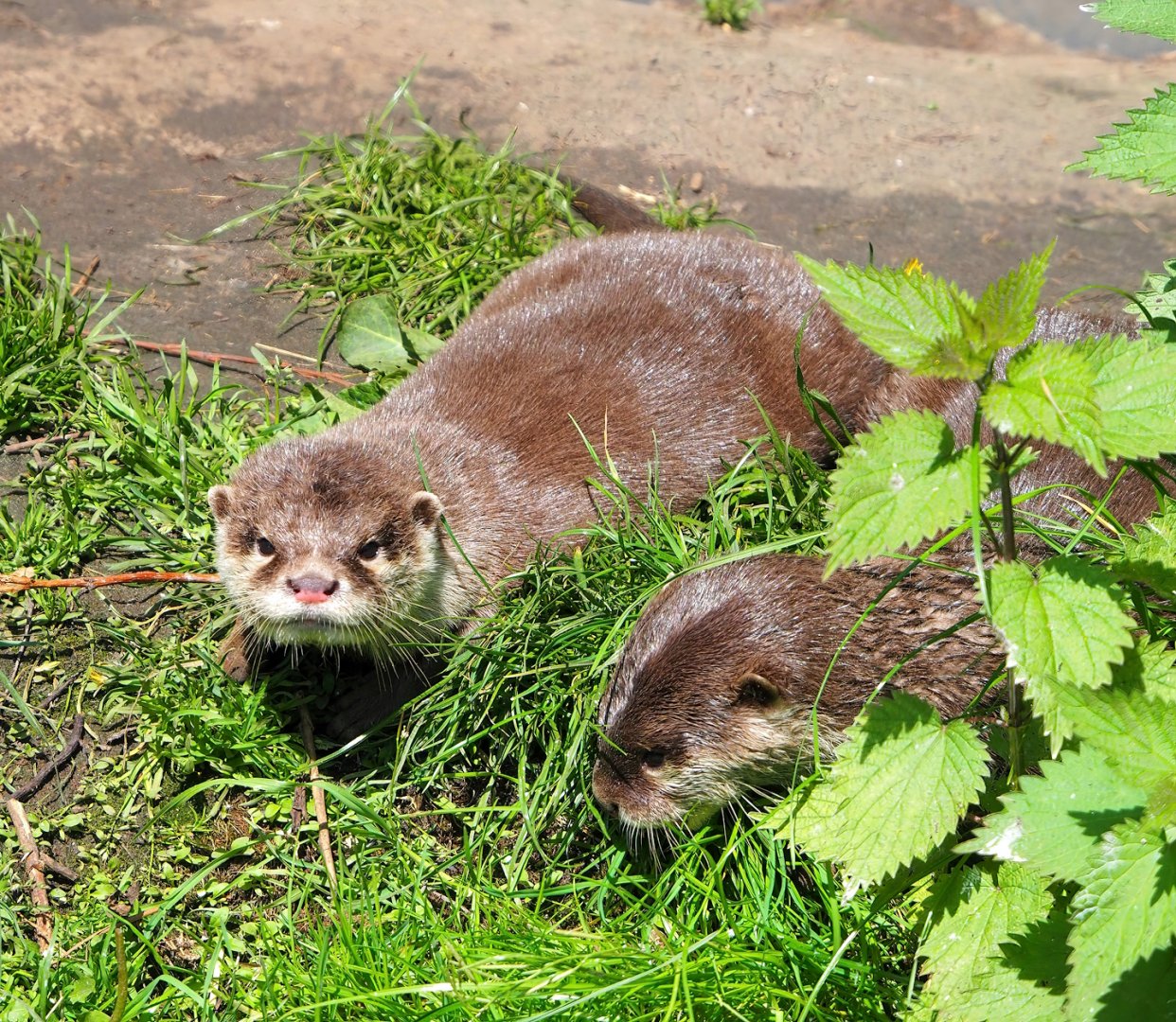 Asian small-clawed otters (Aonyx cinereus), 2023-04-30