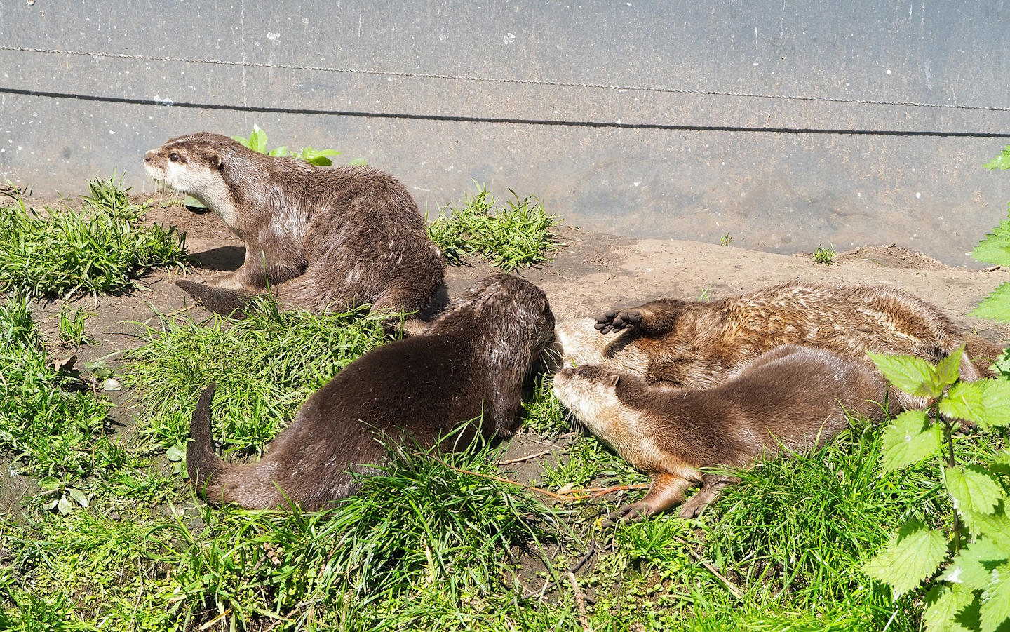 Asian small-clawed otters (Aonyx cinereus), 2023-04-30