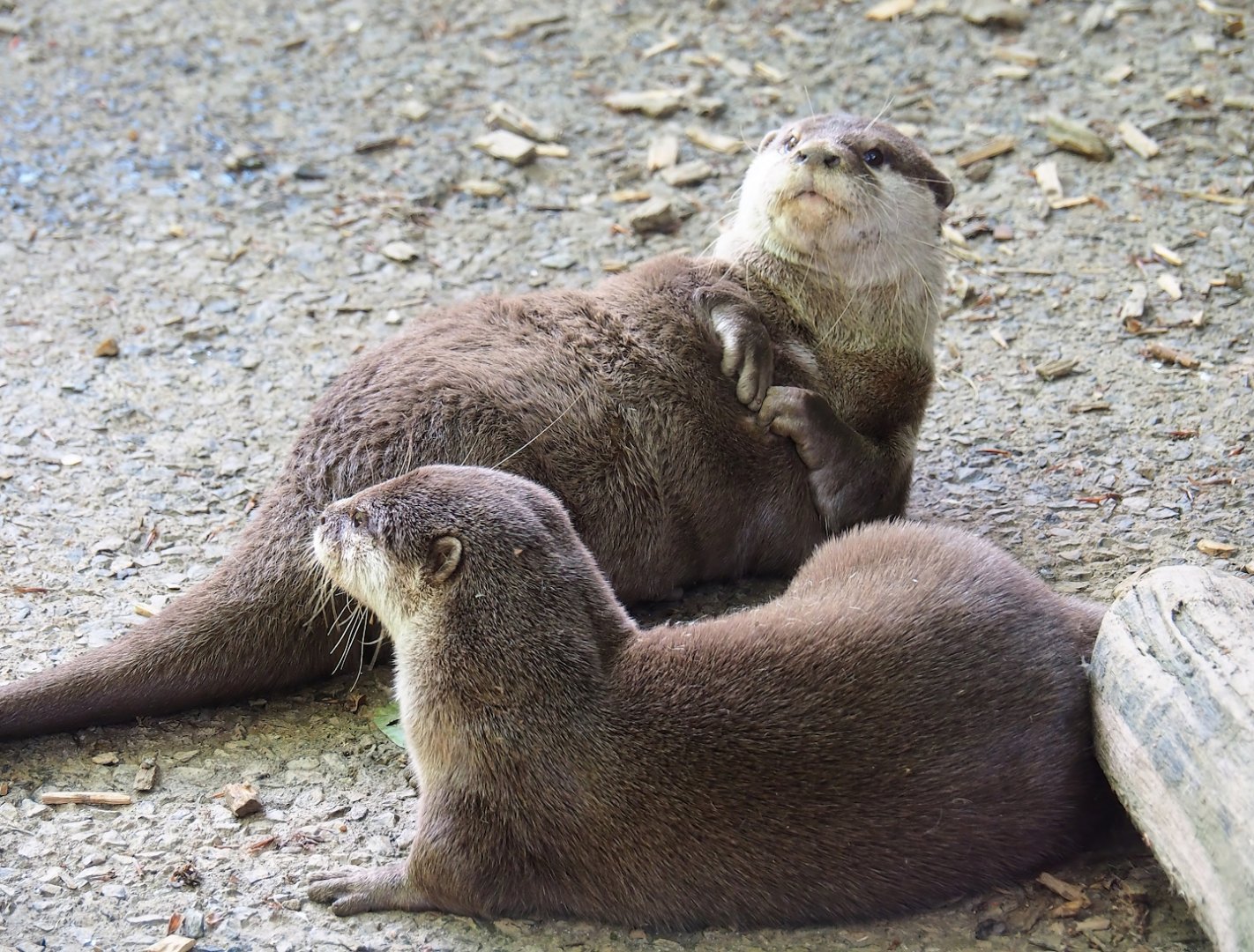 Asian small-clawed otters (Aonyx cinereus), 2023-06-24
