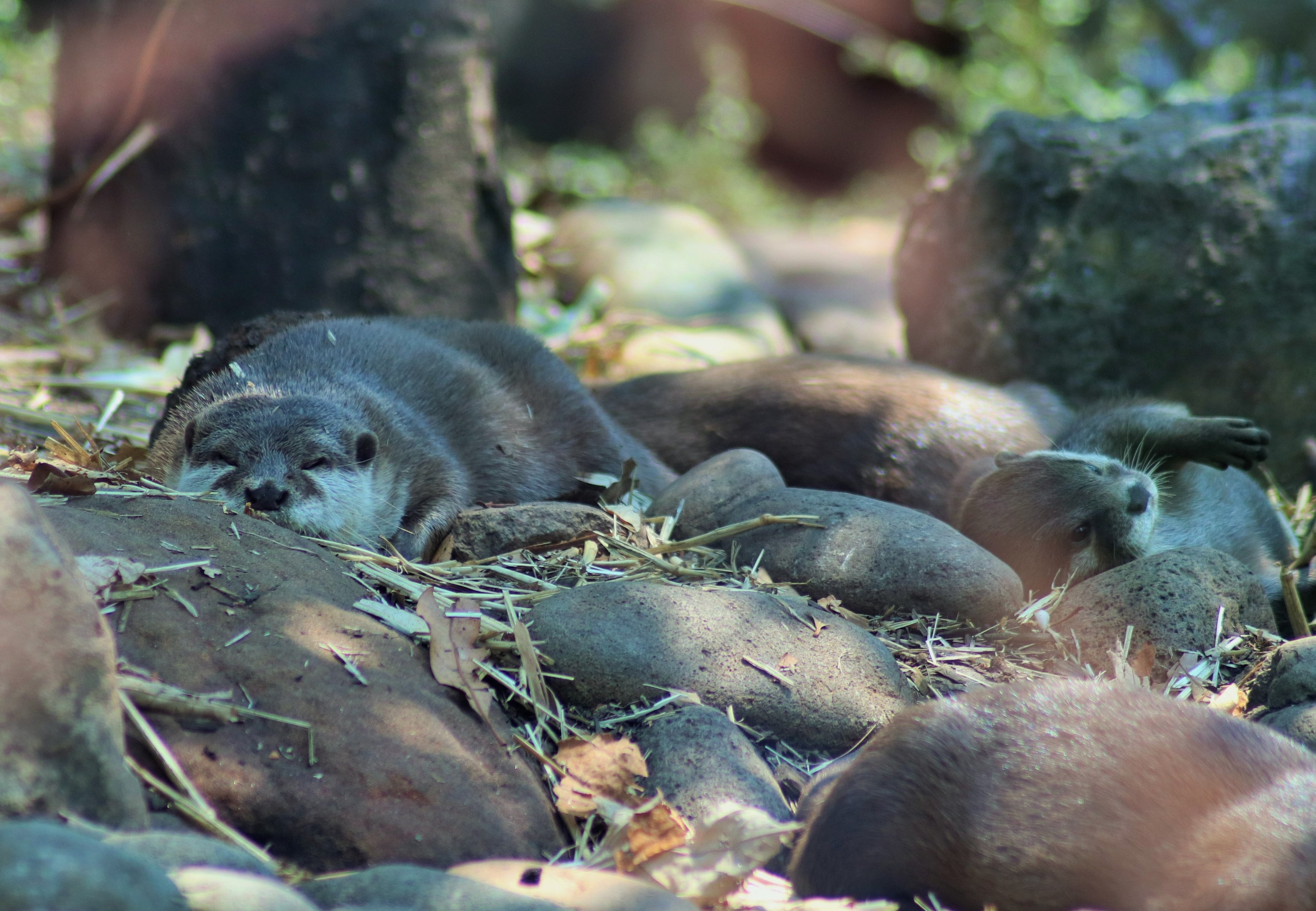 Asian Small-clawed Otters (Aonyx cinereus)