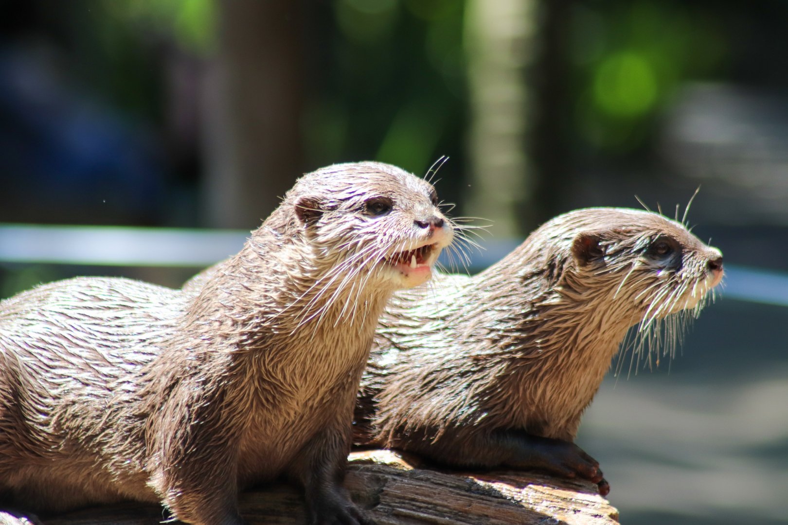 Asian small-clawed Otters (Aonyx cinereus)