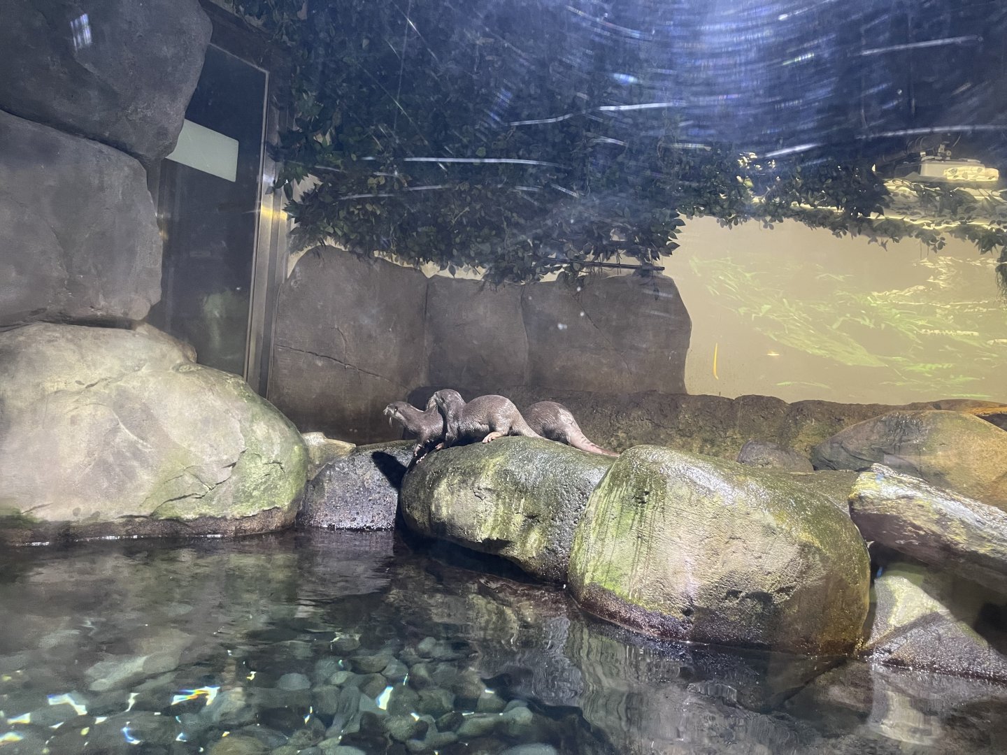 asian small-clawed otters (aonyx cinereus)