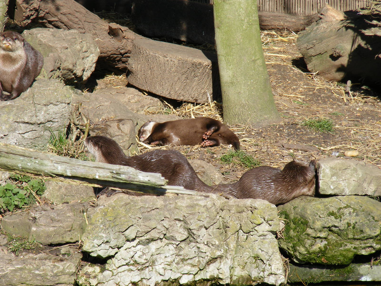 Asian small-clawed otters at Chessington Zoo, 7 March 2010