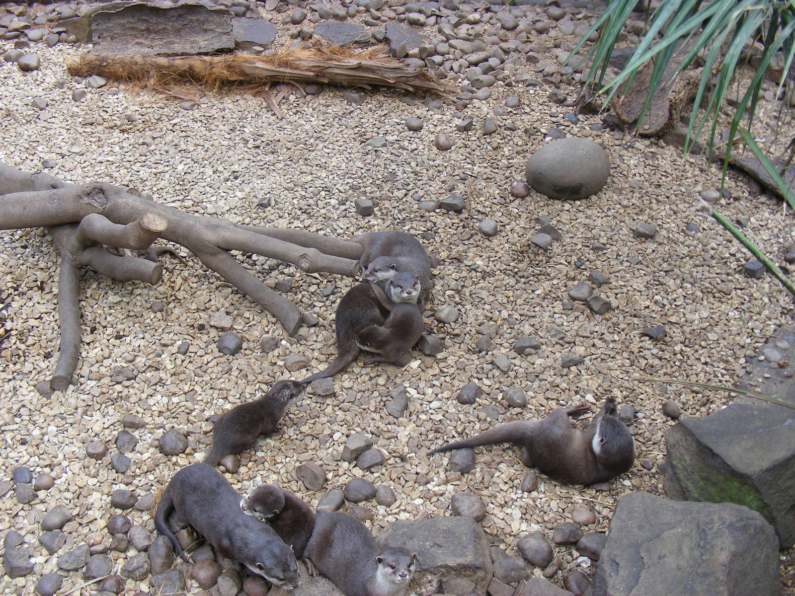 Asian small-clawed otters at Dudley Zoo, 12 February 2010