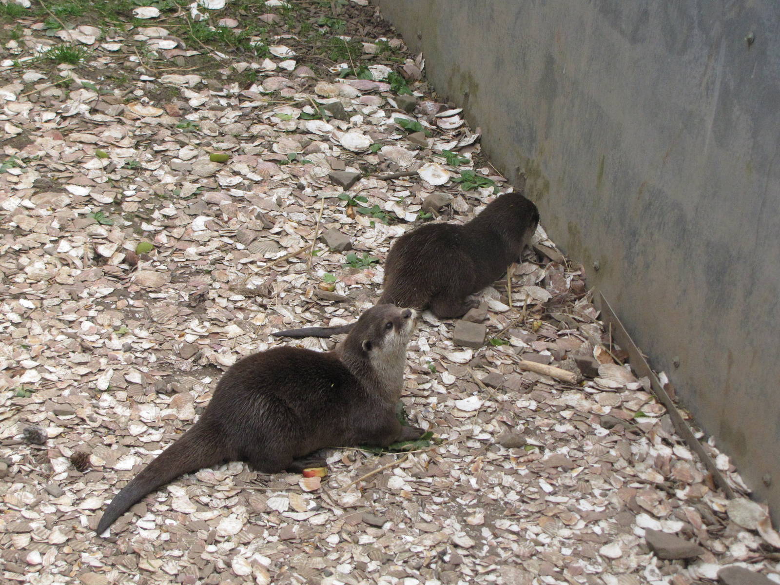 Asian small-clawed otters at Galloway Wildlife Conservation Park