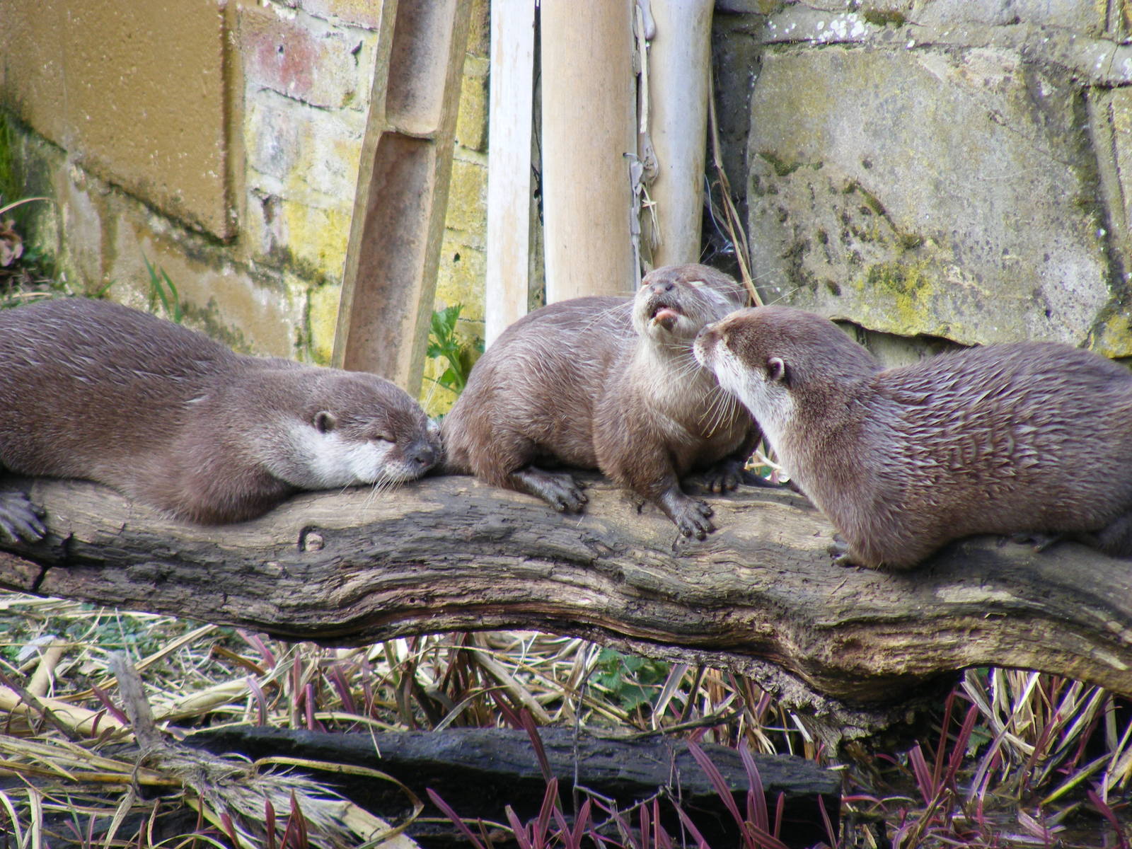 Asian small-clawed otters at Marwell Wildlife, 21 March 2010