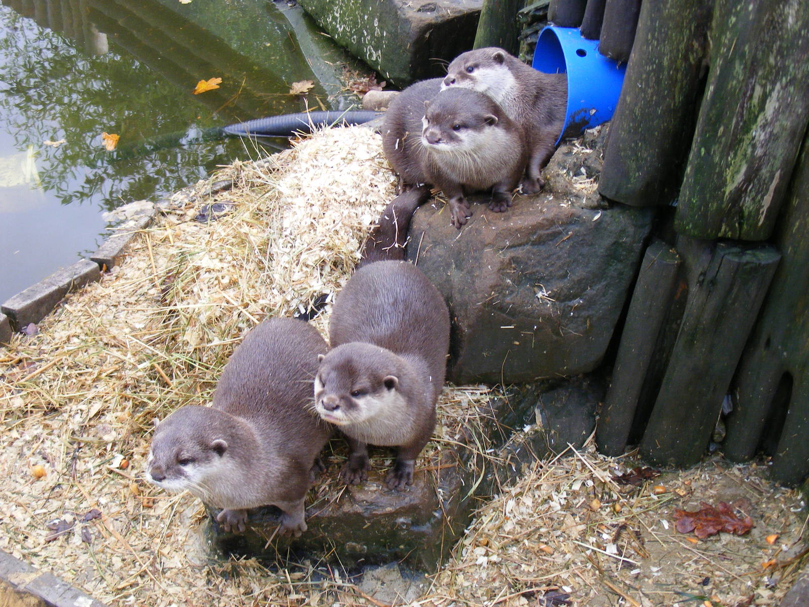 Asian small-clawed otters at Paradise Wildlife Park, 22 November 2009