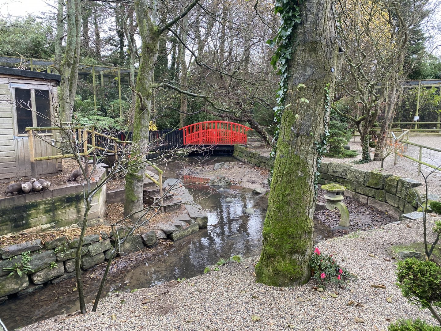 Asian small-clawed otters enclosure 111221