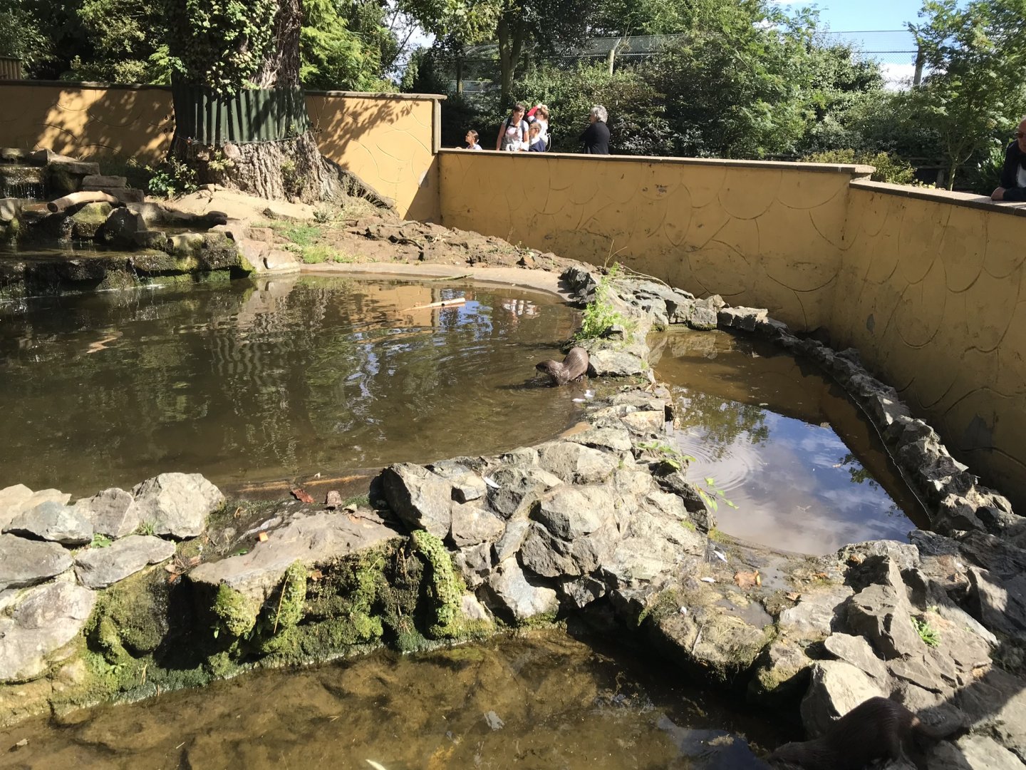 Asian small-clawed otters exhibit 100818