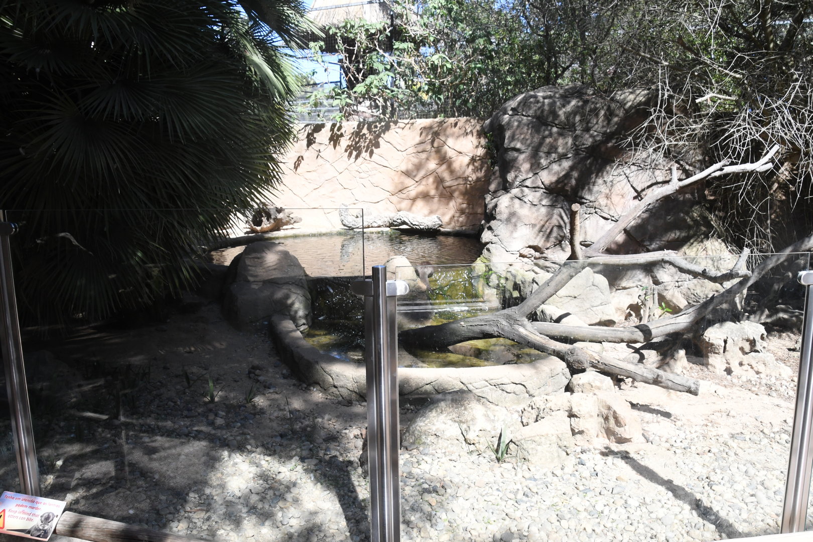 Asian Small-clawed Otters Exhibit