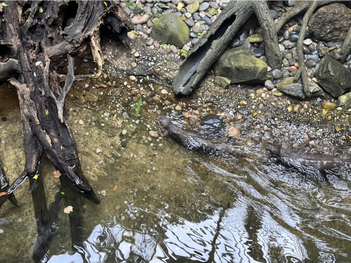 Asian Small-Clawed Otters(July 2022)