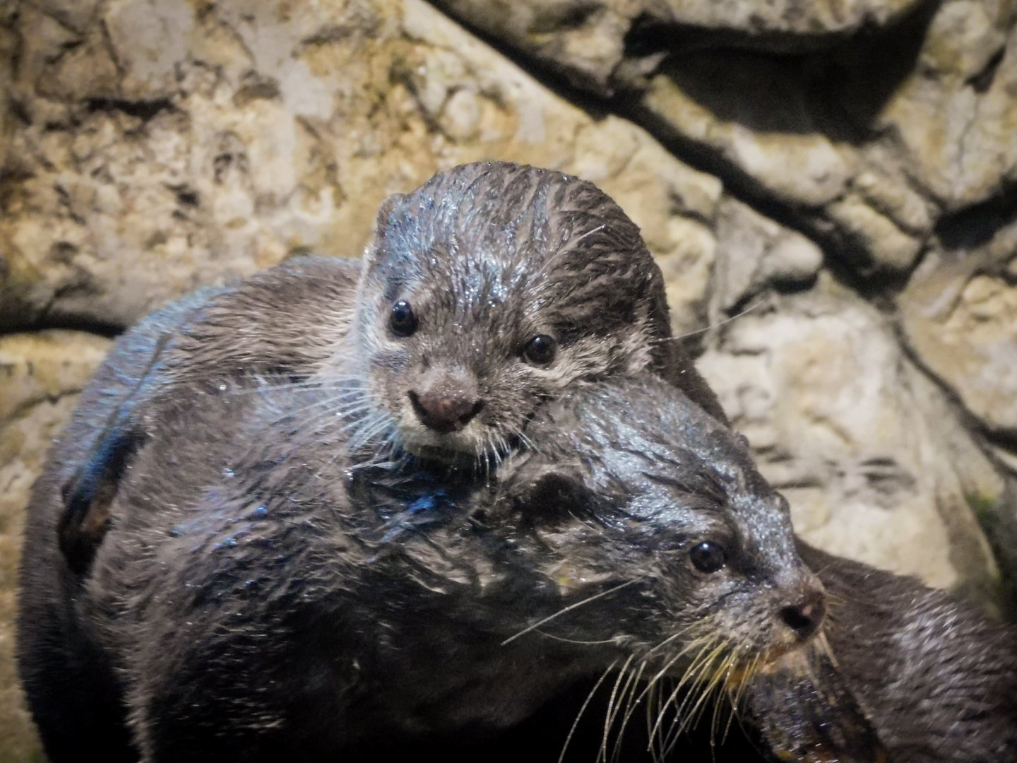 Asian Small Clawed Otters-LLPA