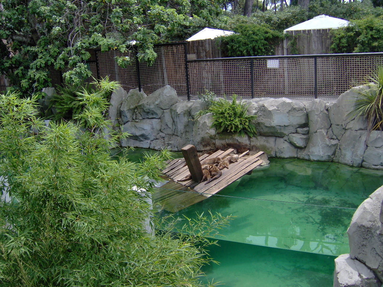 Asian Small-clawed Otters Pool 2007