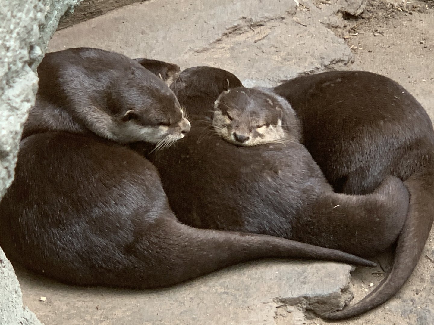 Asian Small-Clawed Otters sleeping