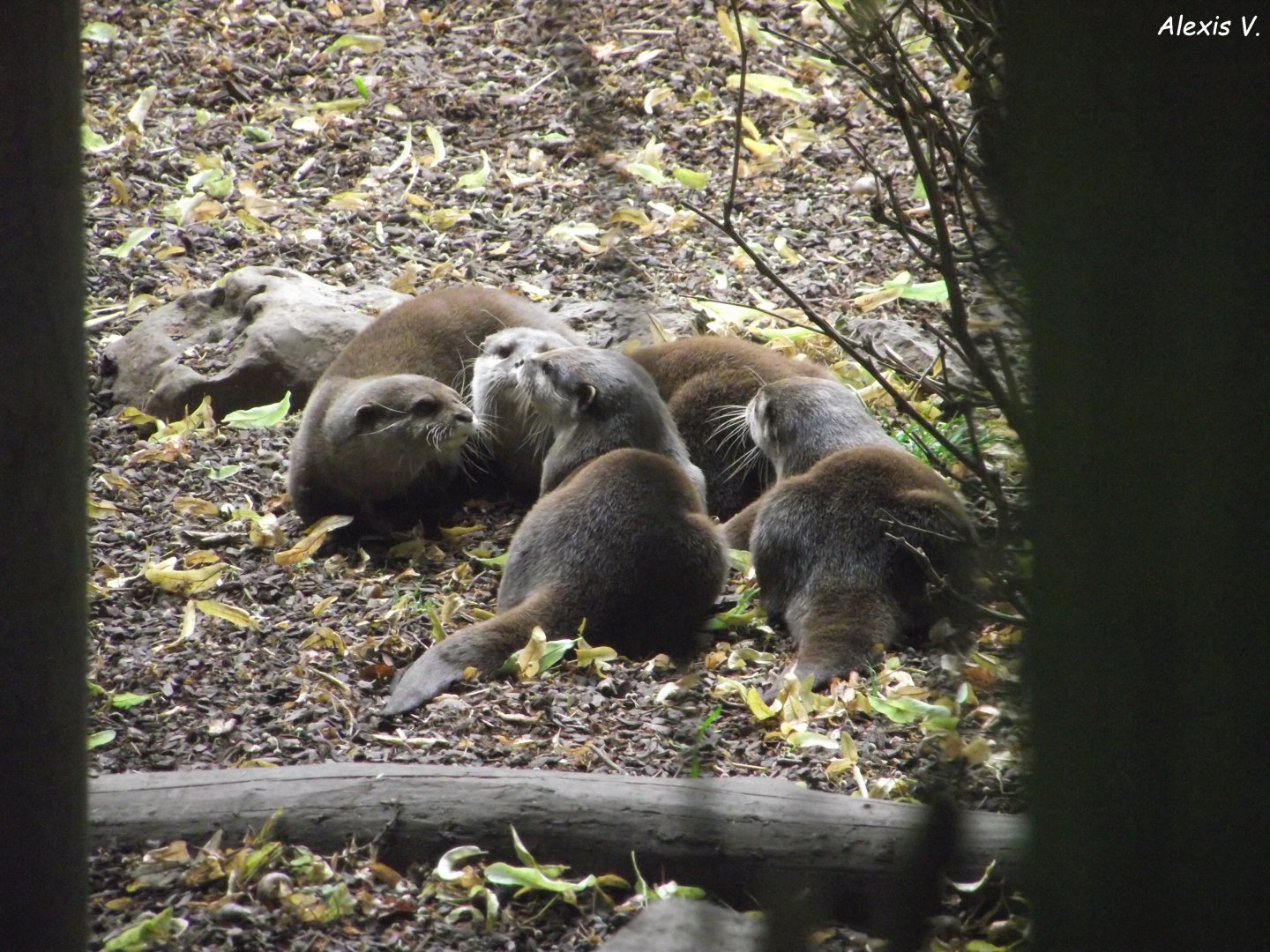 Asian Small-clawed Otters - Zooparc de Beauval - 13/07/2024