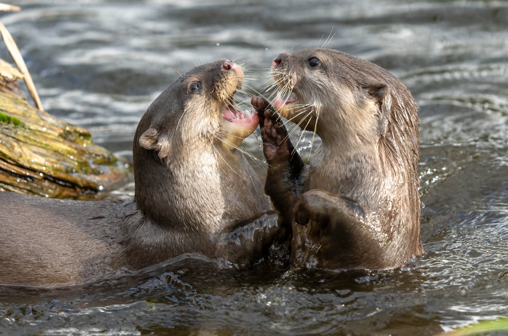 Asian small clawed otters, ZSL Whipsnade, UK