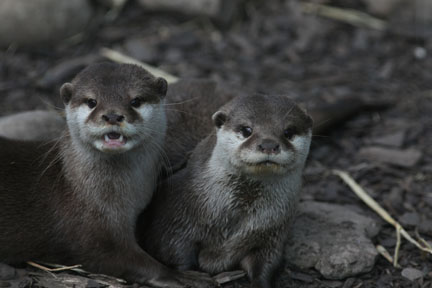 asian small clawed otters