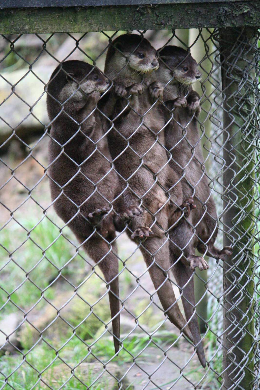 Asian small-clawed otters