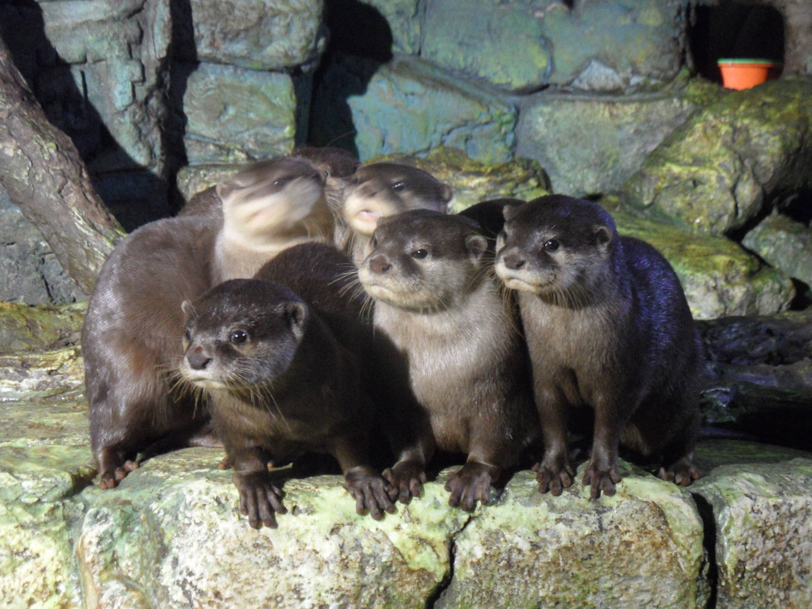 Asian small-clawed otters