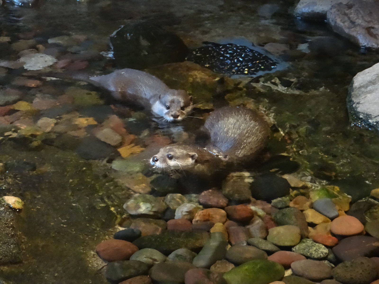 Asian small-clawed otters