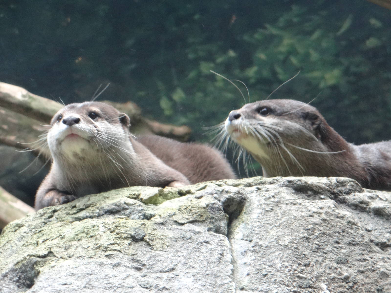 Asian small-clawed otters
