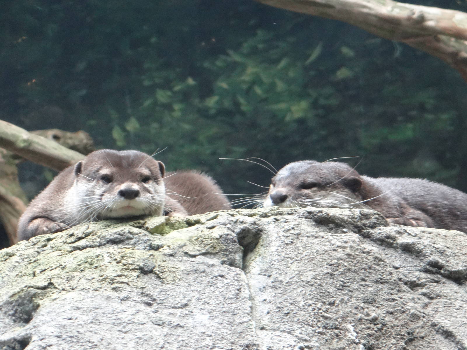 Asian small-clawed otters