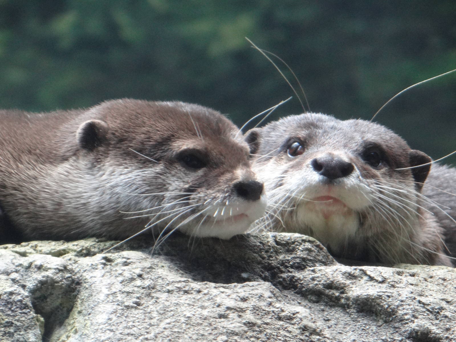 Asian small-clawed otters