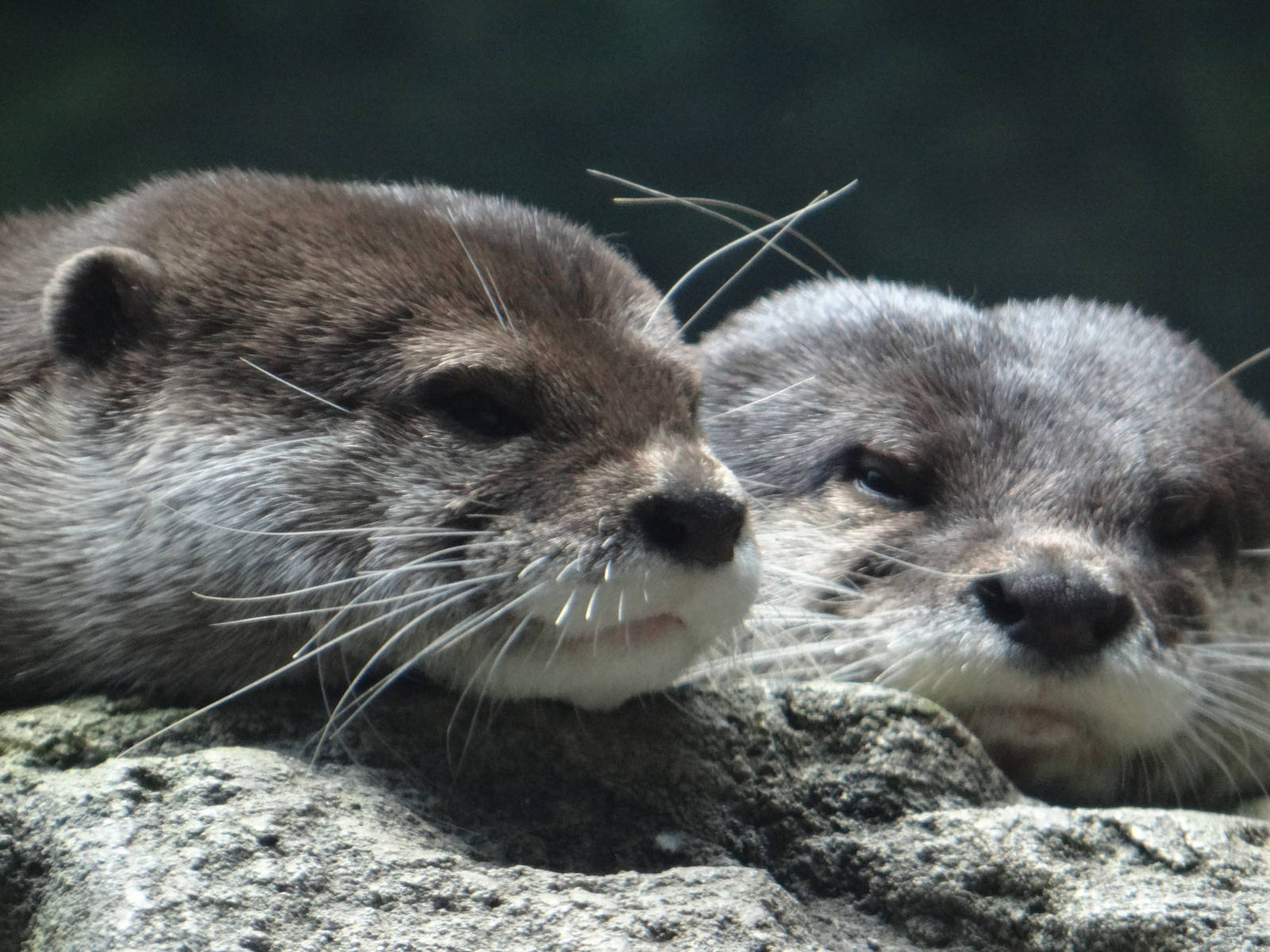 Asian small-clawed otters