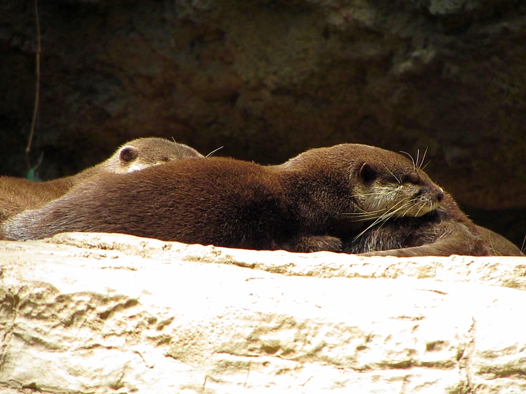 Asian Small-clawed Otters