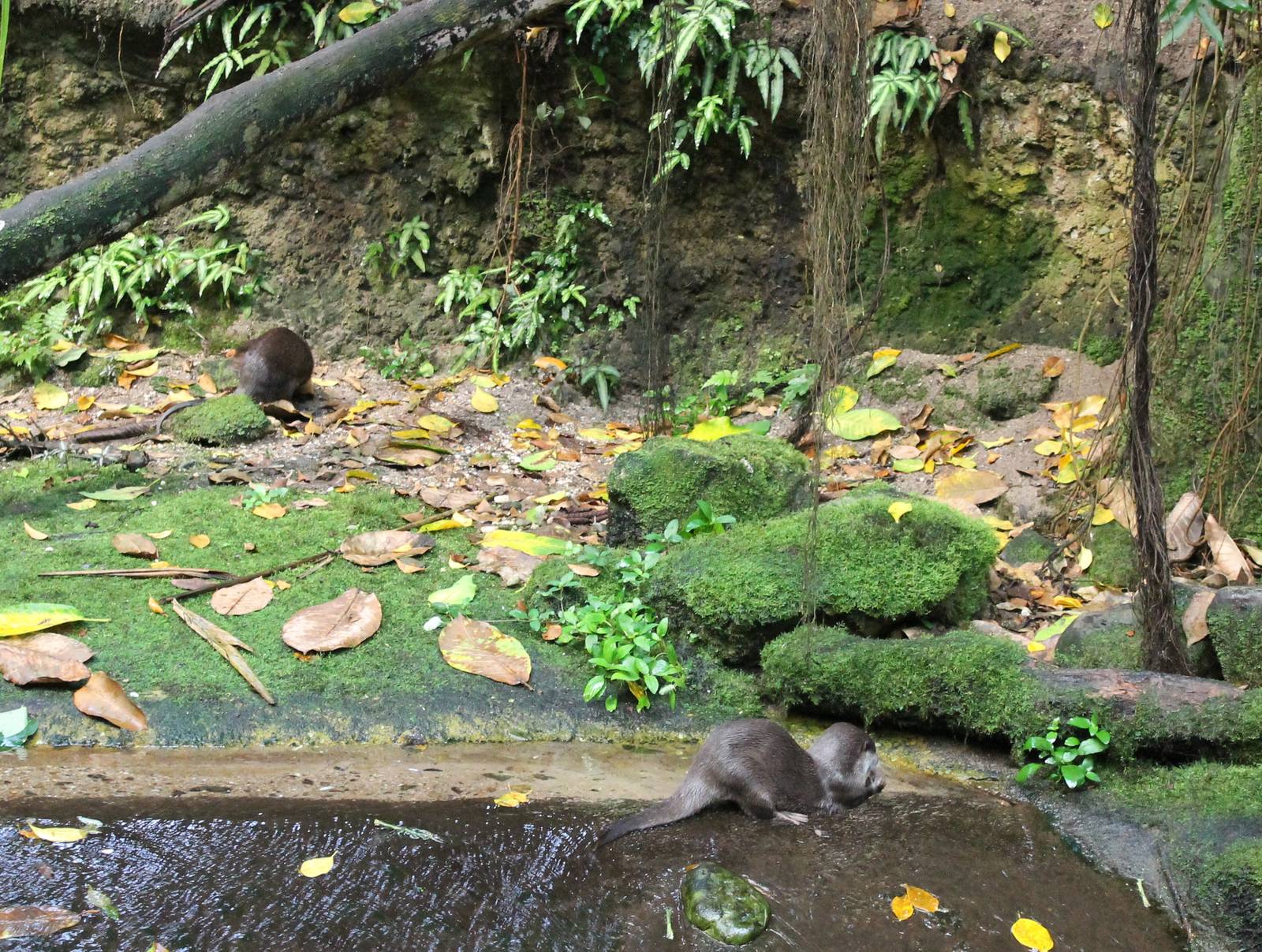 Asian small-clawed otters