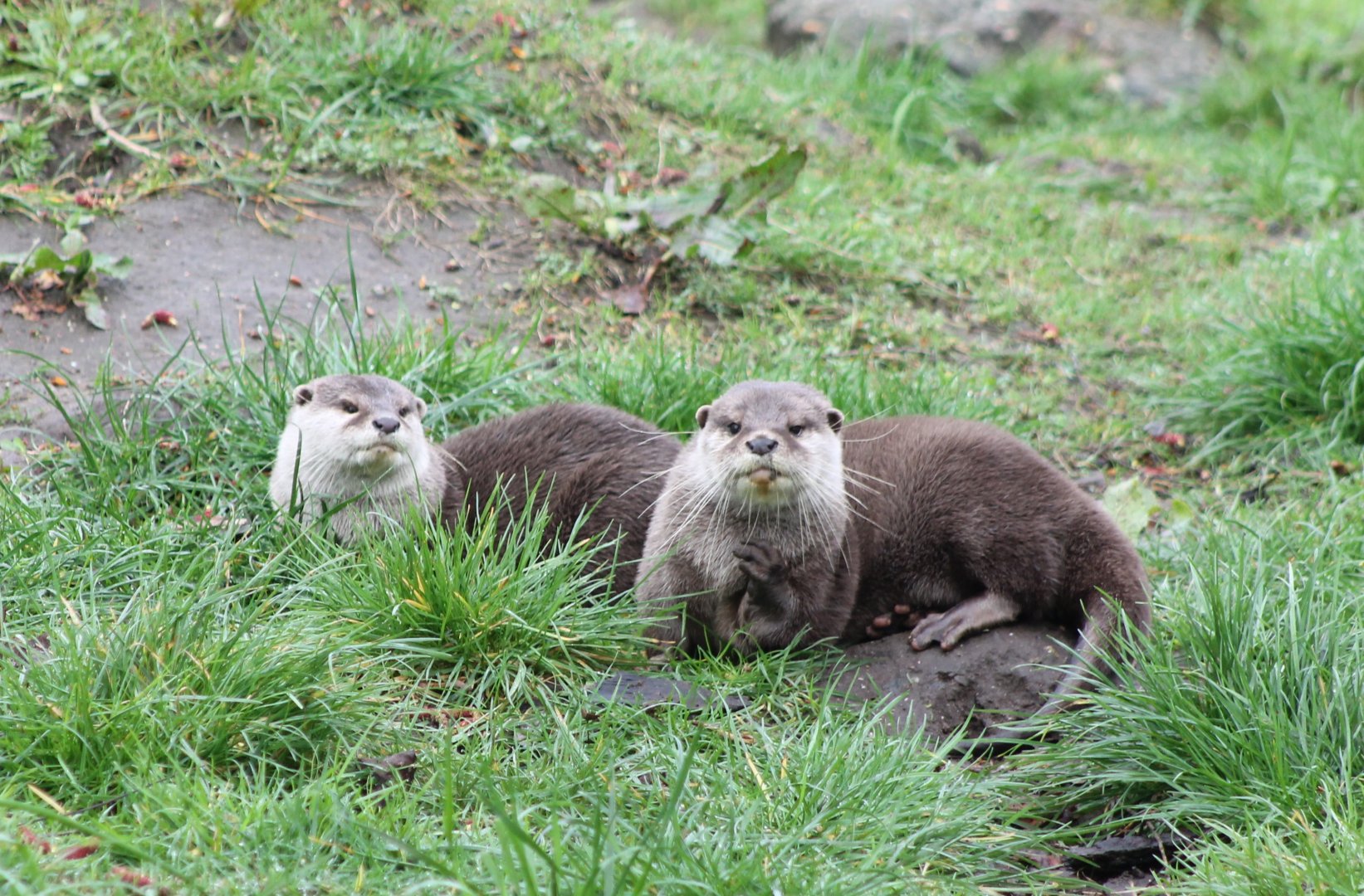 Asian small-clawed otters
