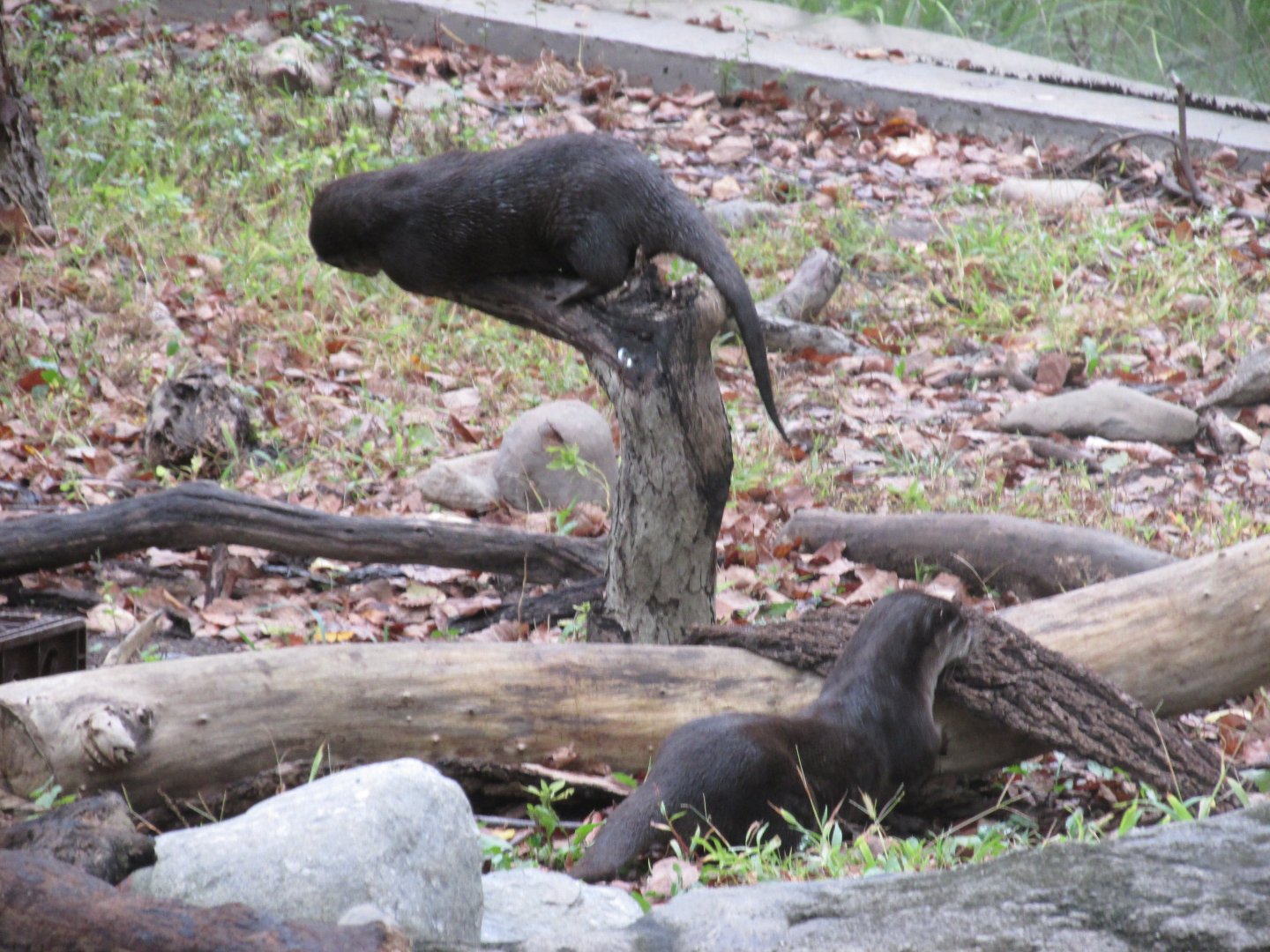 asian small clawed otters