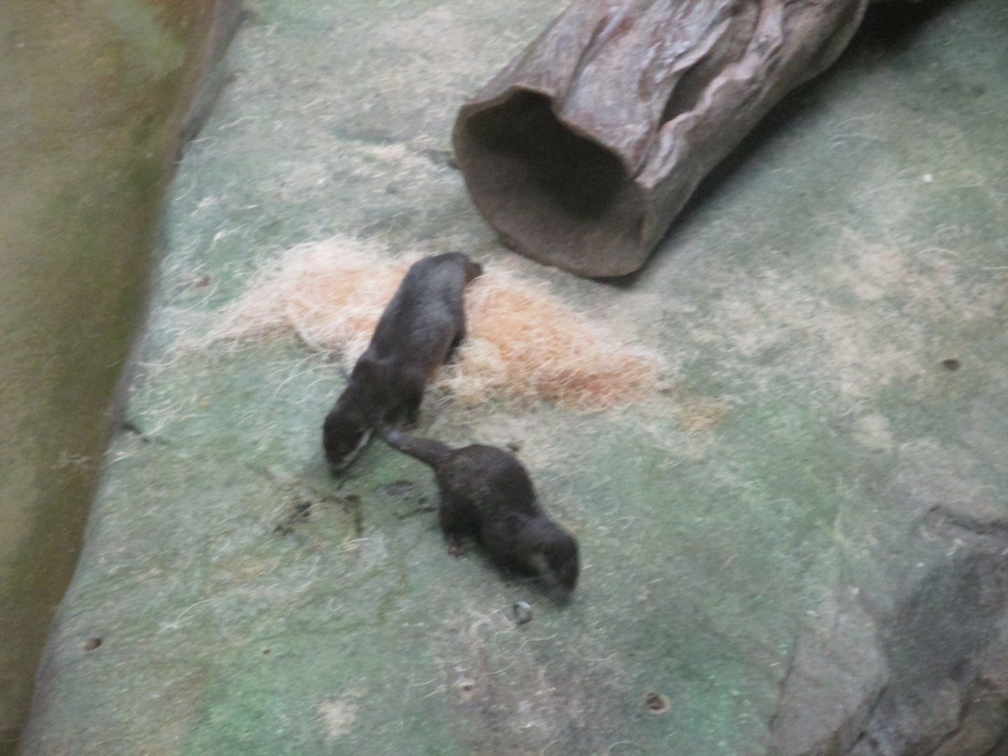 asian small clawed otters