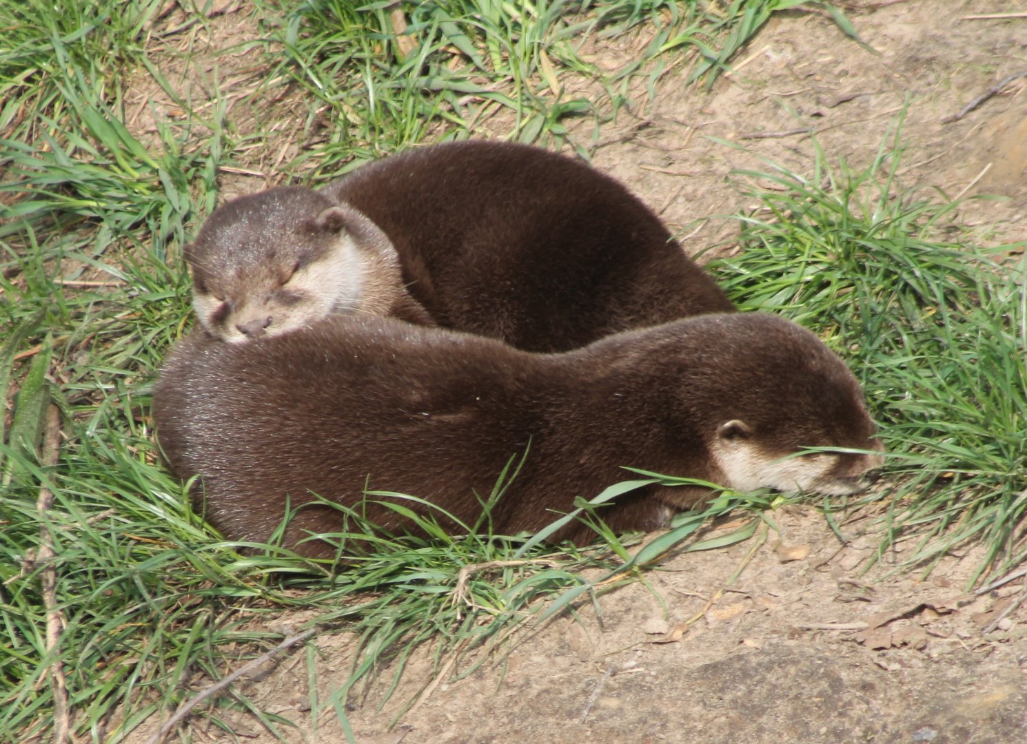 Asian small-clawed otters