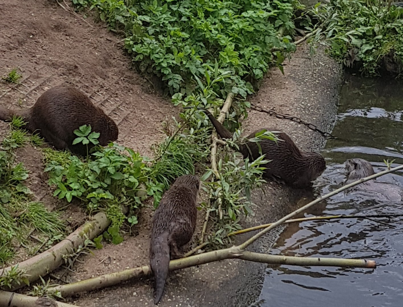 Asian small-clawed otters