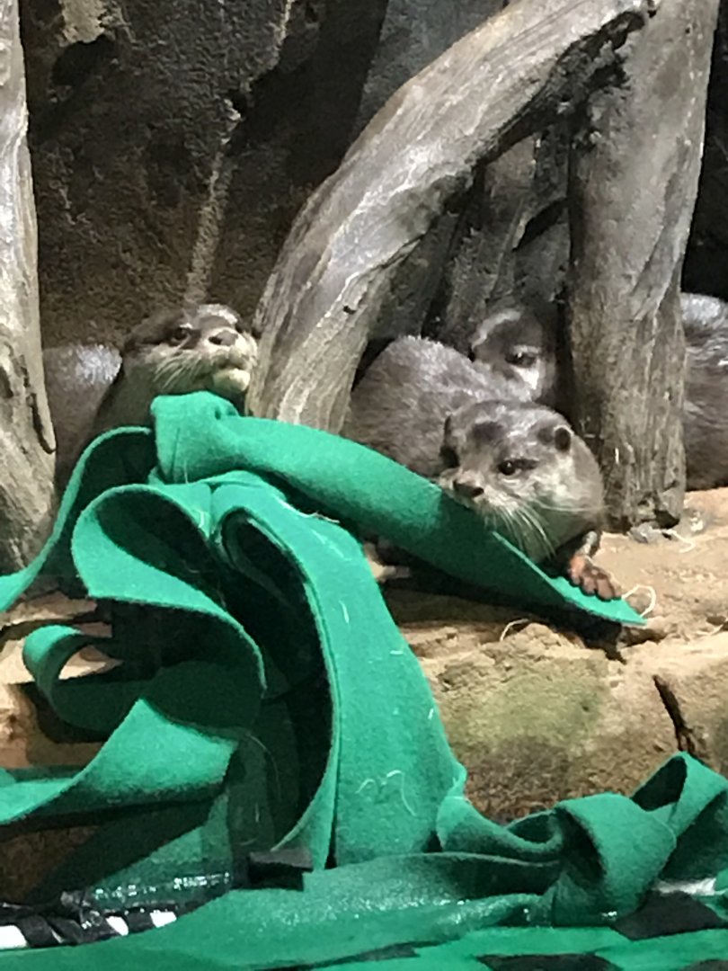 Asian small-clawed otters