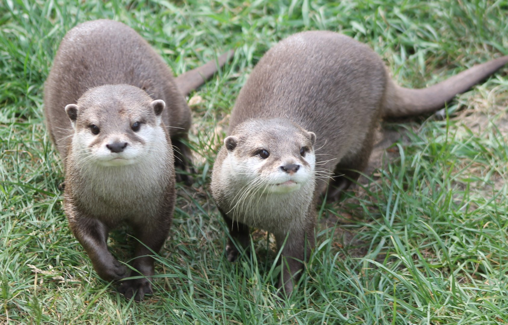 Asian small-clawed otters