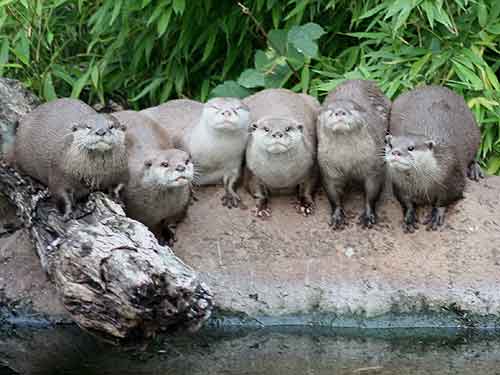 Asian Small Clawed Otters