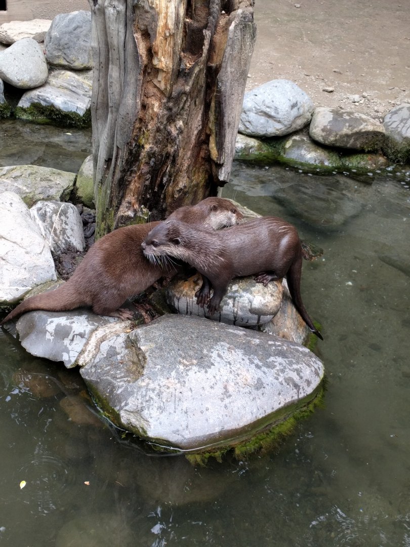 Asian small clawed otters