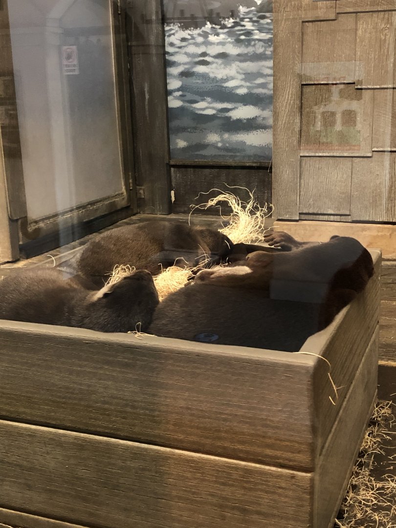 Asian Small-clawed Otters