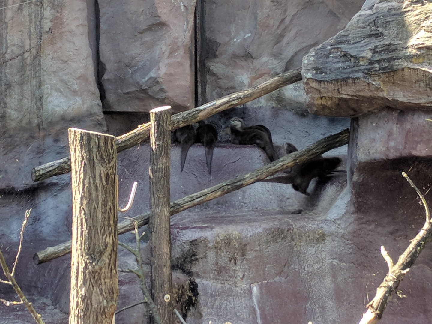 Asian small clawed Otters