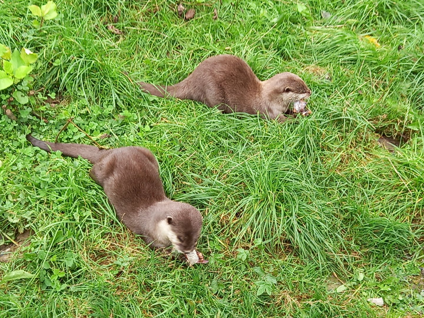 Asian Small-clawed Otters