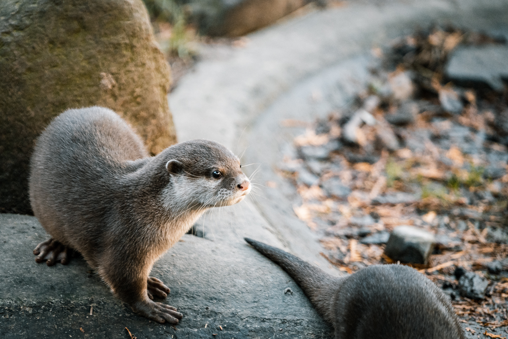 Asian Small-Clawed Otters