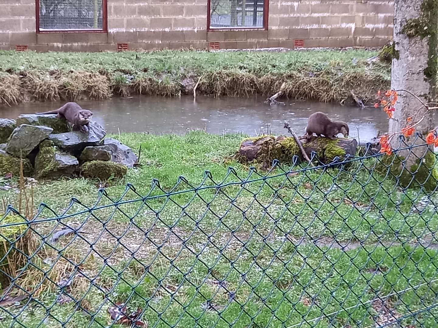 Asian Small-clawed Otters
