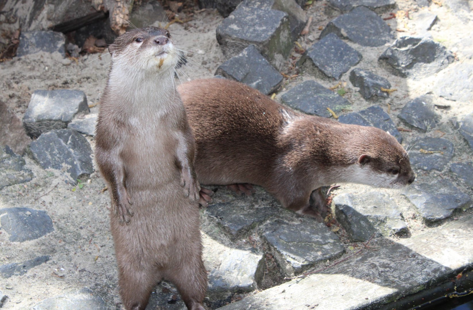 Asian small-clawed otters