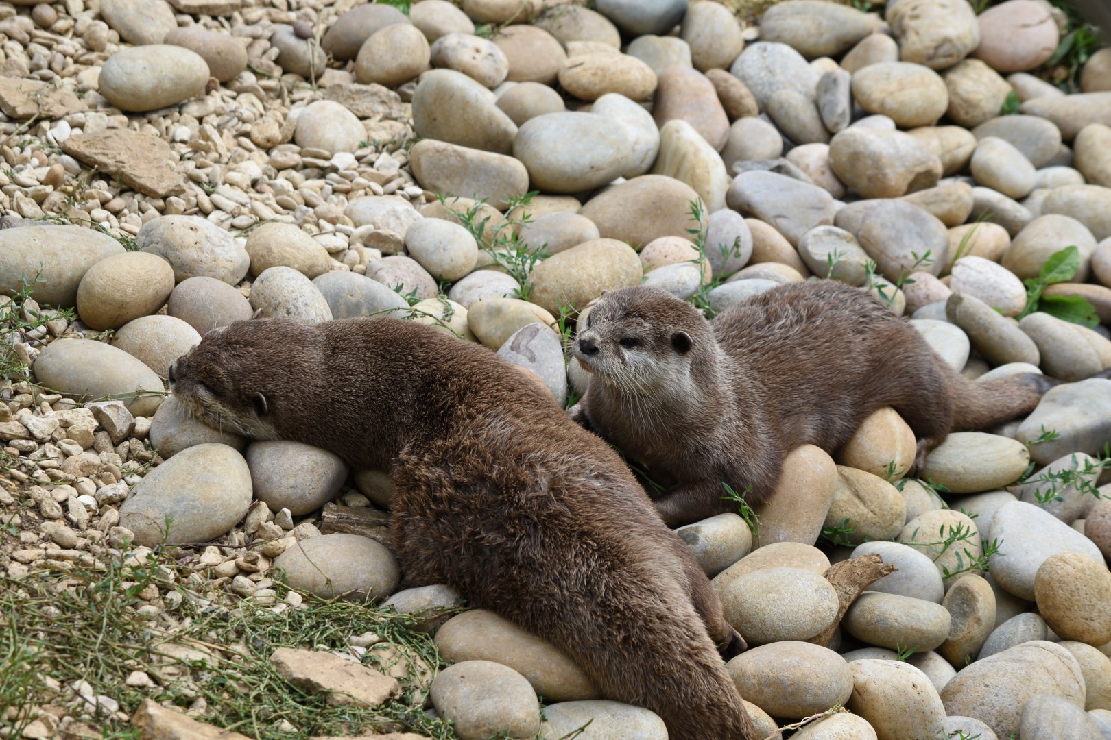 Asian small-clawed otters