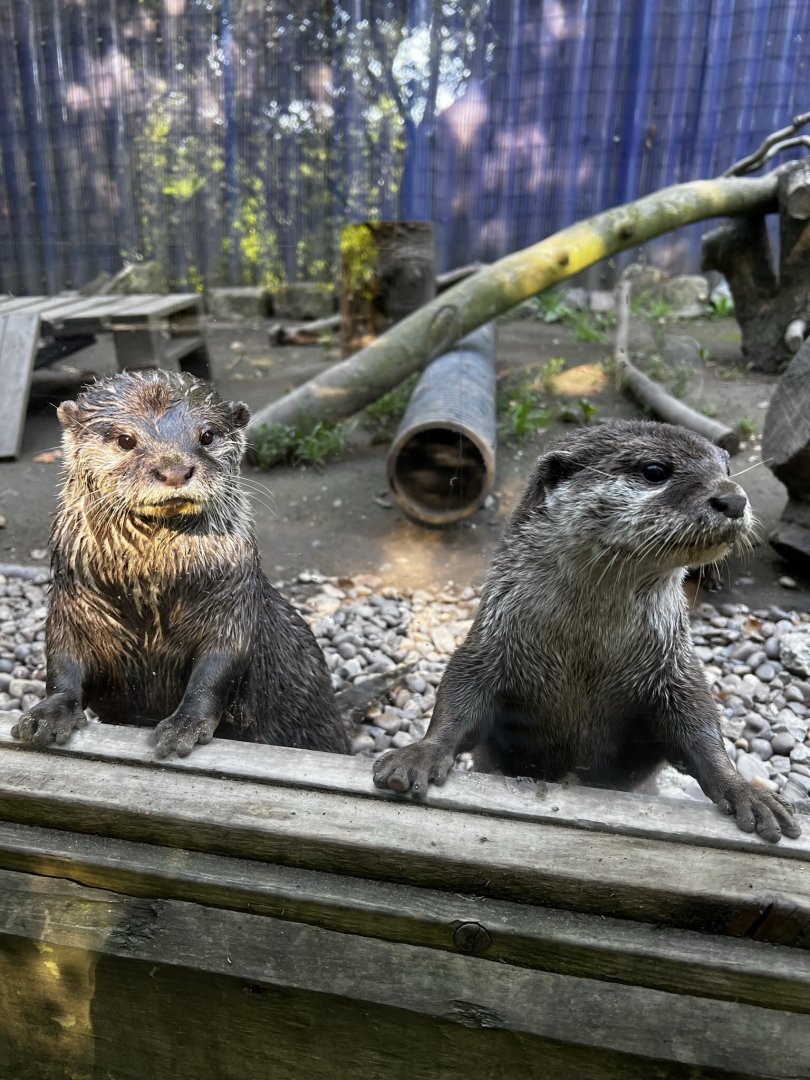 Asian Small-Clawed Otters